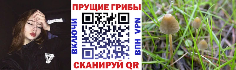 Псилоцибиновые грибы Psilocybine cubensis  наркошоп  нарко площадка какой сайт  Ивдель 